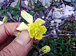 hana_8_thumb.jpg